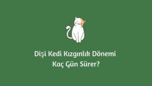 Dişi Kedi Kızgınlık Dönemi Kaç Gün Sürer? (Doğru Cevap)